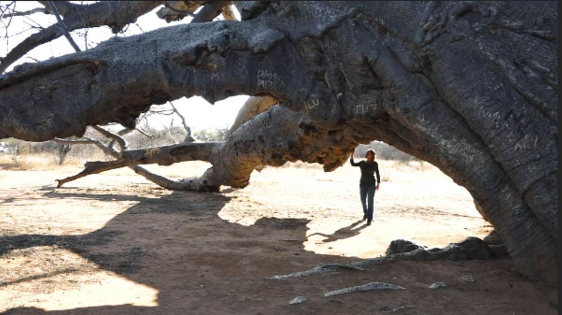 Ecologist Sarah Venter under one of the largest baobab trees in the world. The local Vhavenda (or Venda) people call this mystical giant "the tree that roars."