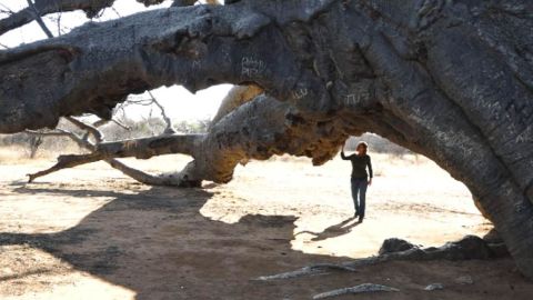 Ecologist Sarah Venter under one of the largest baobab trees in the world. The local Vhavenda (or Venda) people call this mystical giant "the tree that roars."