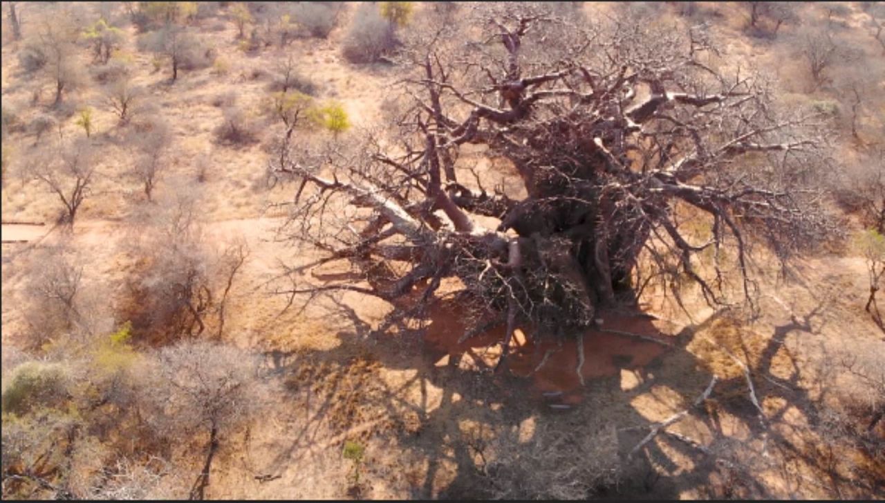 An aerial view of a baobab tree in South Africa. The baobab tree, can live to be 3,000 years old, and can grow as wide as the length of a bus measuring a girth of 53 meters, and a height of 22 meters.