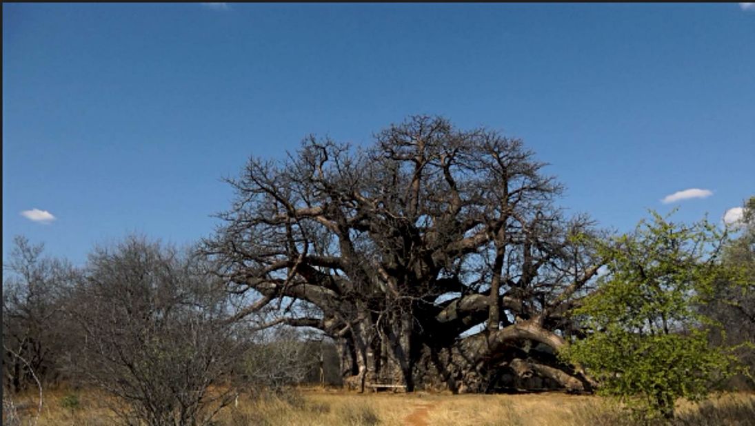 The local Vhavenda or Venda people in South Africa call this mystical giant "the tree that roars", after the sound the wind creates when playing between the oddly shaped branches.<br />