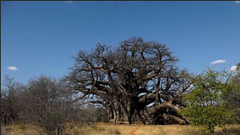 The local Vhavenda or Venda people in South Africa call this mystical giant "the tree that roars", after the sound the wind creates when playing between the oddly shaped branches.<br />