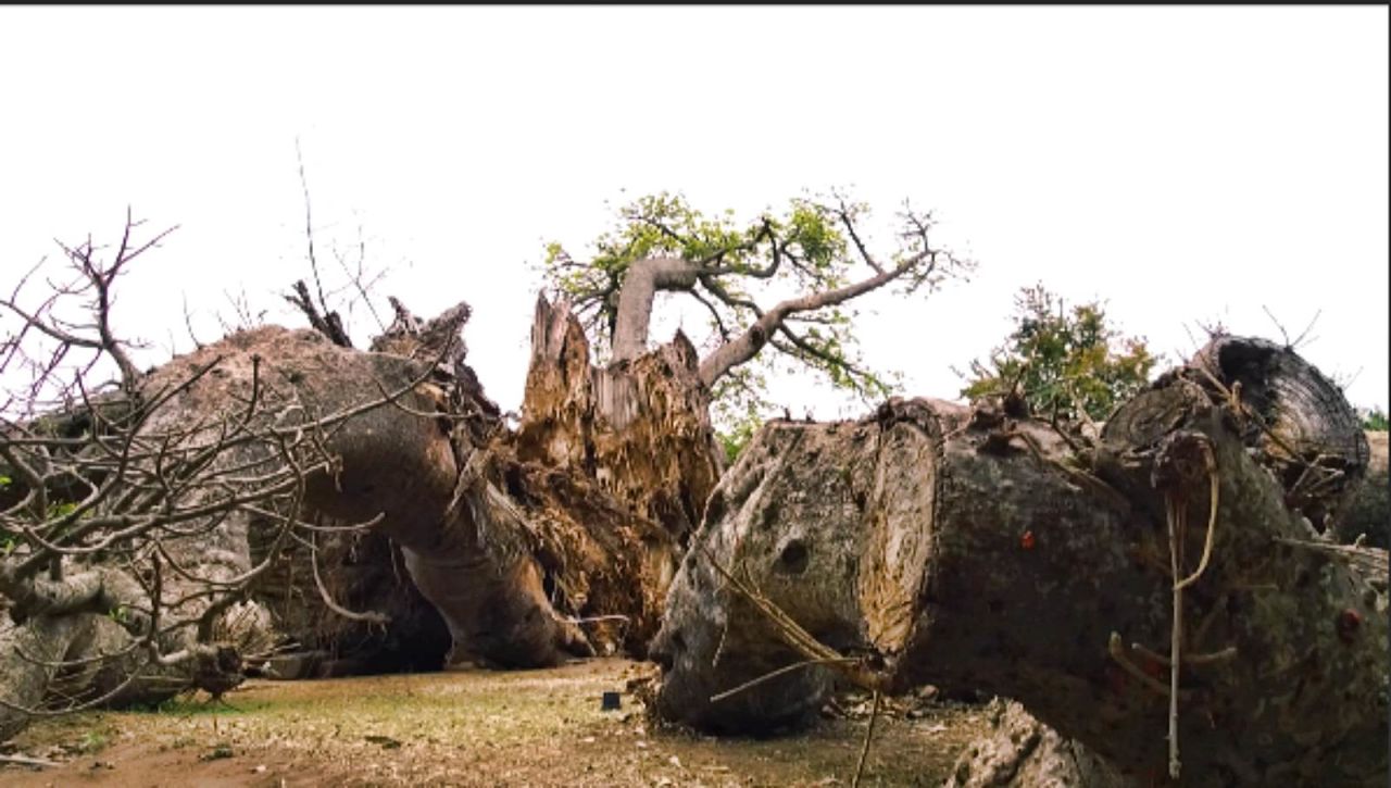  A dying split baobab in Limpopo province, South Africa. Scientists, working independently, have identified potential dangers for both the youngest and oldest trees in its southern-most growing regions.