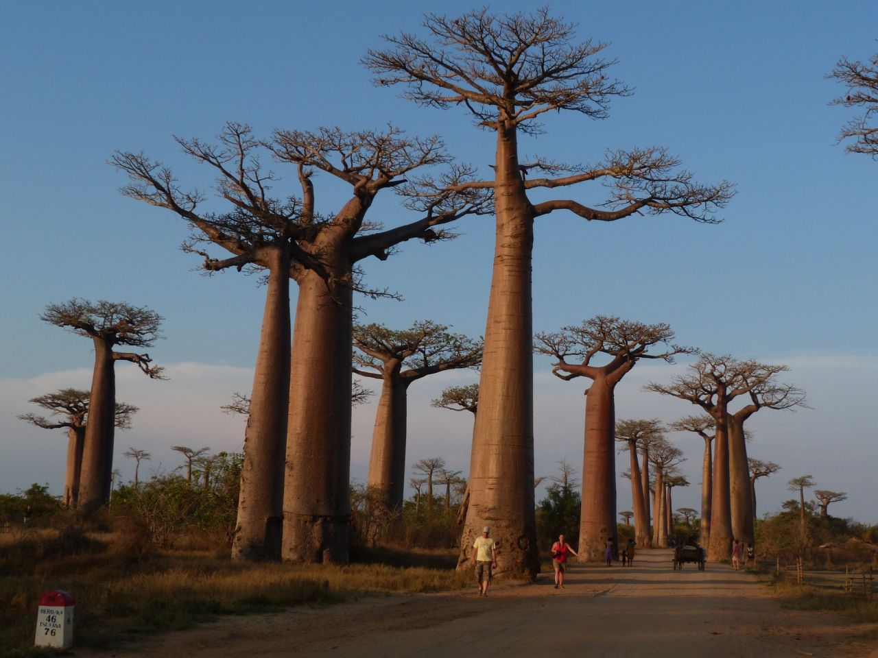 The "Avenue of the Baobabs" was designated as a protected zone in 2007 after a sugar factory flooded the area with water for several years and farmers started cultivating rice on the lands, causing ancestral baobab trees to rot and fall. The site was restored through conservation efforts.