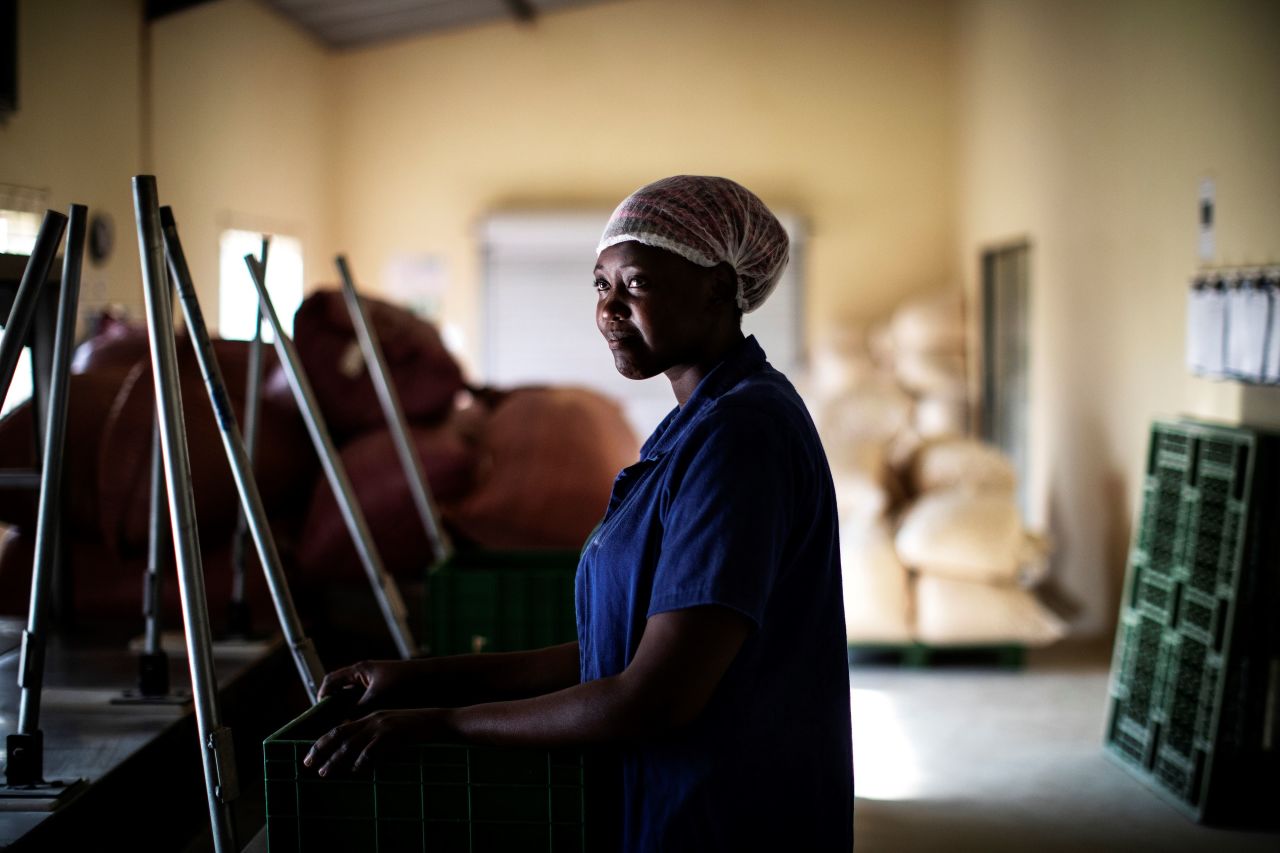 "We suspect that the demise of monumental baobabs may be associated at least in part with significant modifications of climate conditions that affect southern Africa in particular," a 2018  report concluded. <br />Pictured: Fhatuwani Maguvha, a worker, looks on at the lab facility of the Eco Products lab headquarters in Louis Trichardt, in the Limpopo Province. The seeds and chalky powder inside the baobab fruit have been used in everything from flavored soda, ice cream and chocolate to gin and cosmetics.