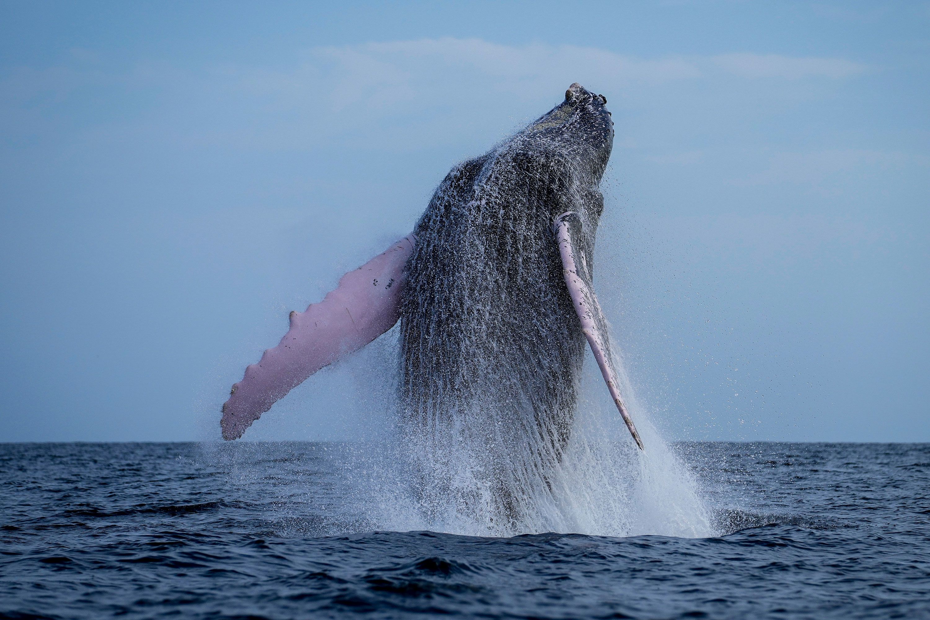 A humpback whale breaches near Panama’s Iguana Island on Sunday, July 14.