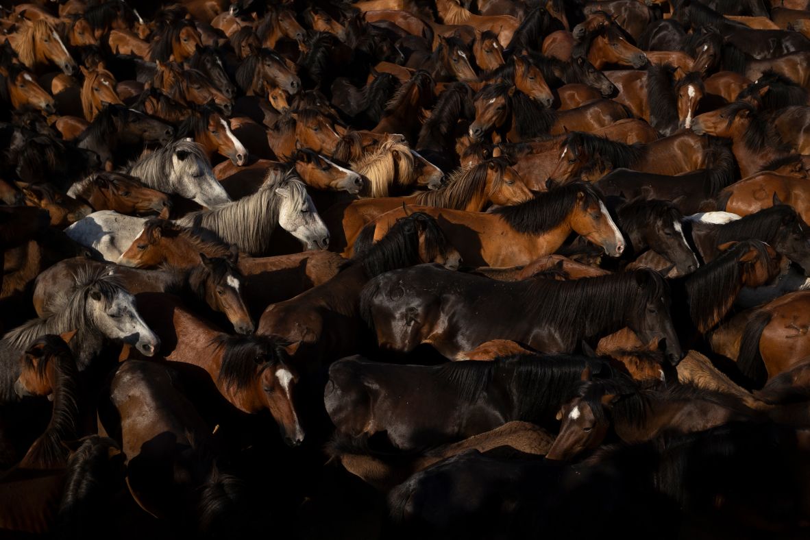 Wild horses are seen during the Rapa das Bestas, or shearing of the beasts, in Sabucedo, Spain, on Saturday, July 5. During the four-day festival, wild horses are rounded up and wrestled to the ground to have their manes and tails sheared.