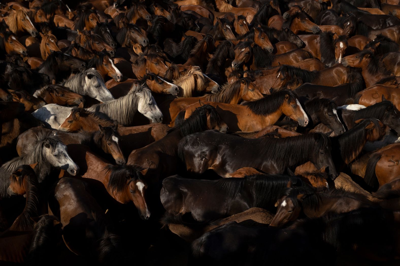 Wild horses are seen during the Rapa das Bestas, or shearing of the beasts, in Sabucedo, Spain, on Saturday, July 5. During the four-day festival, wild horses are rounded up and wrestled to the ground to have their manes and tails sheared.