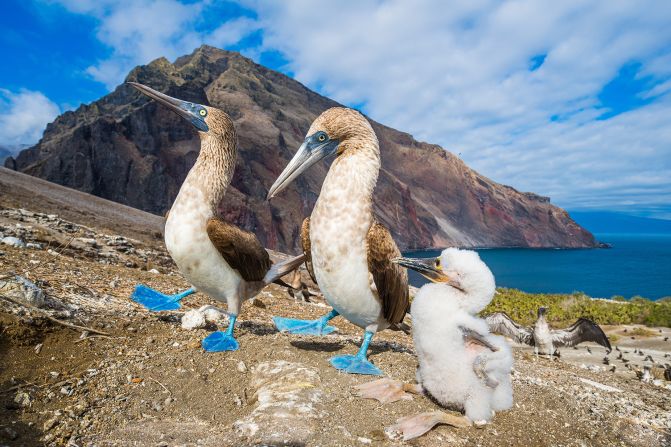 These blue-footed booby (Sula nebouxii) in Galapagos, Ecuador, were captured by world renowned wildlife photographer and author Tui De Roy.