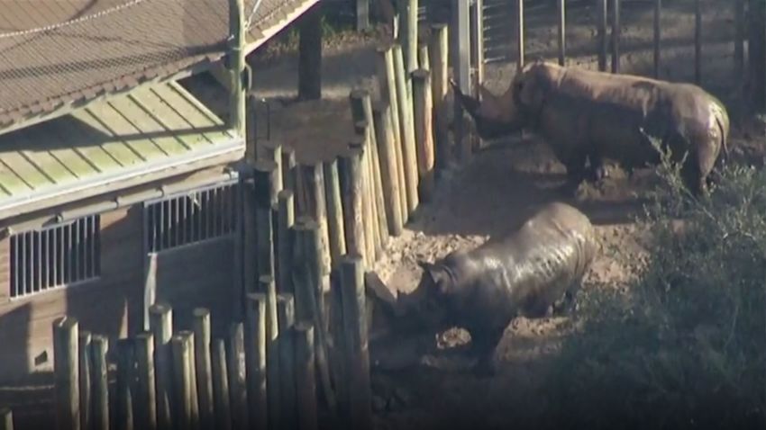 Florida child injured rhino zoo