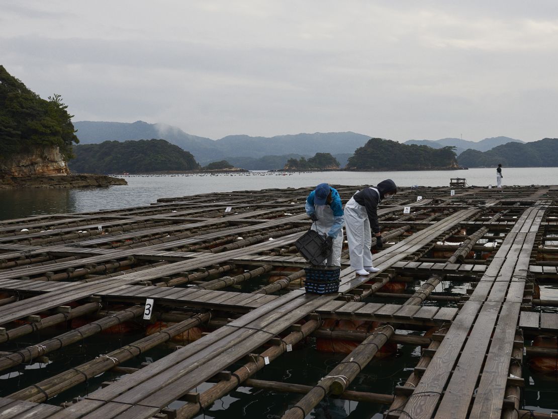 Japanese jewelry house Tasaki cultivates around one million Akoya oysters a year. 