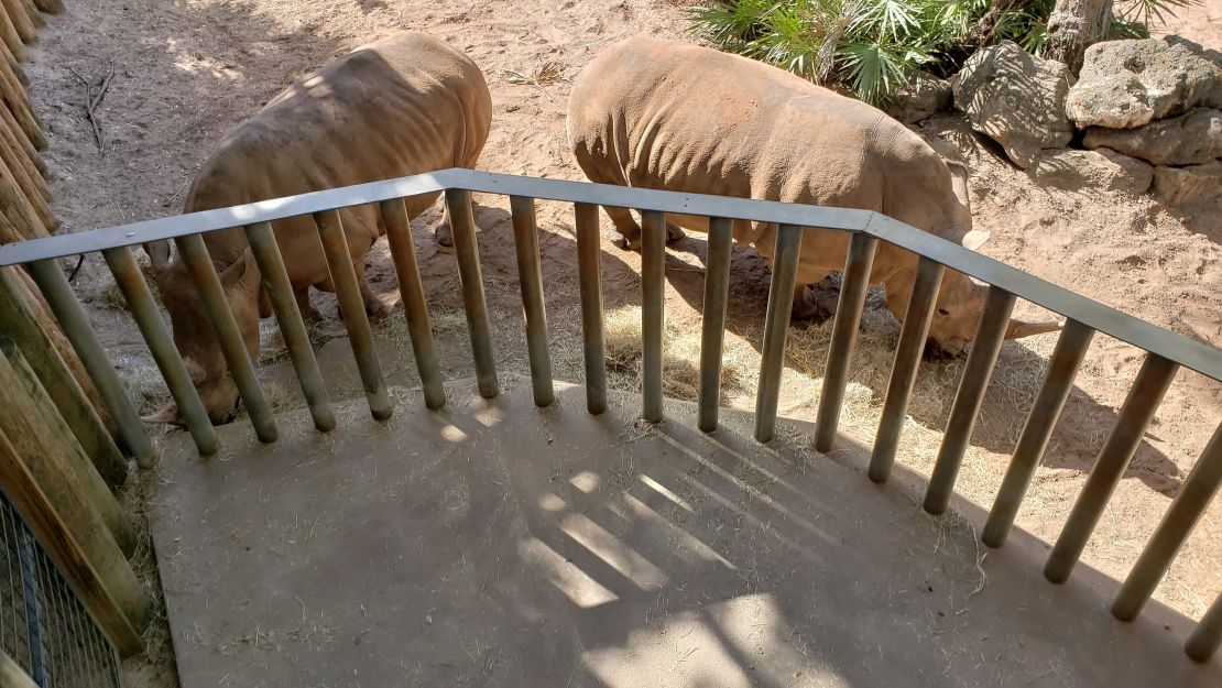 The Brevard Zoo said it had offered the rhino experience daily since 2009 without incident.