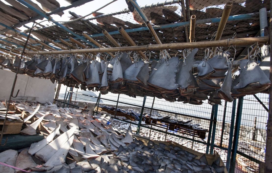 Over 18 thousand shark fins were estimated to be drying on a Hong Kong rooftop.