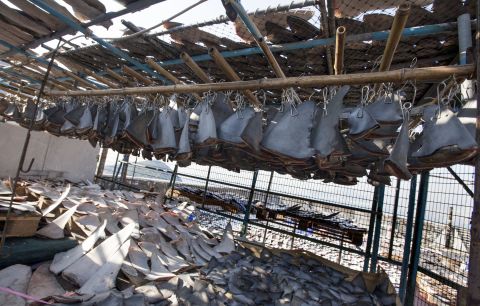 The environmental nonprofit WildAid found more than 18,000 shark fins found drying on a Hong Kong rooftop in 2013.