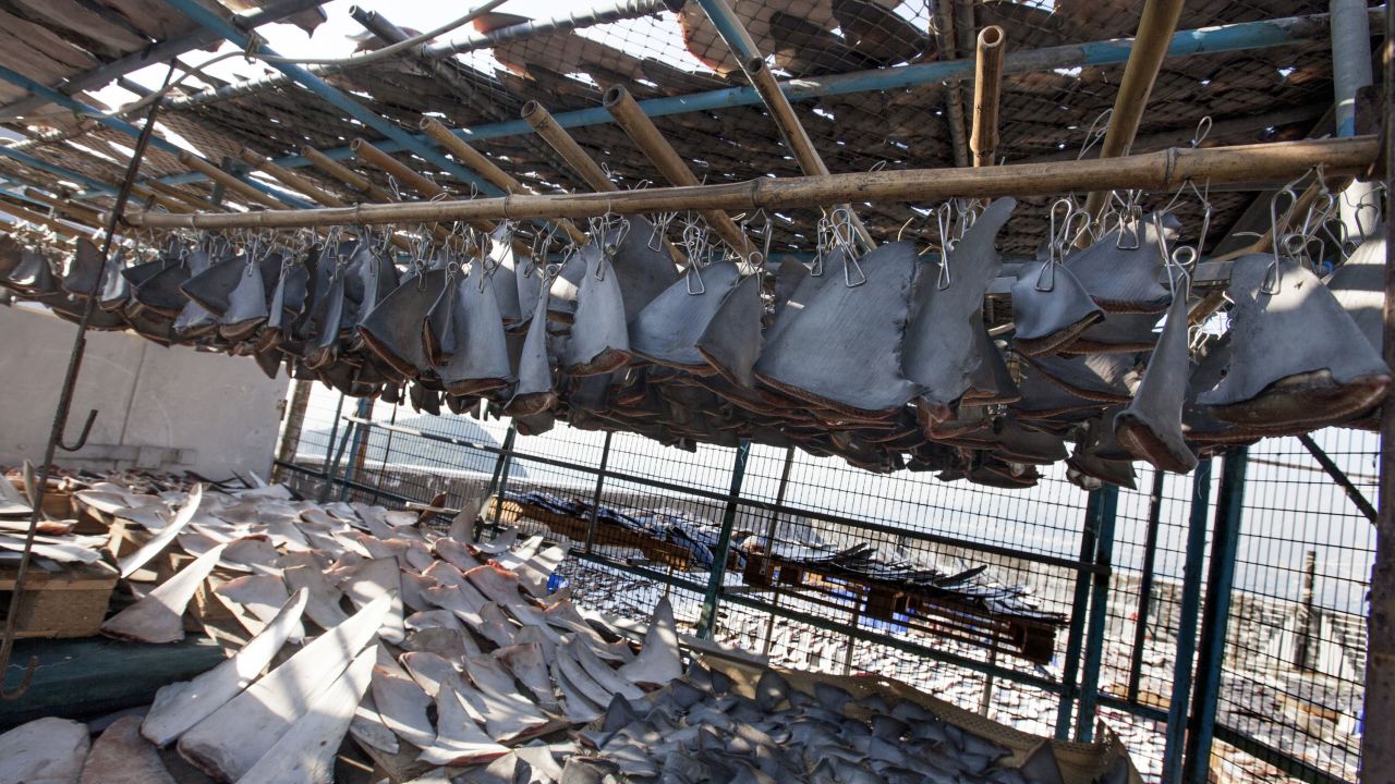 Over 18 thousand shark fins were estimated to be drying on a Hong Kong rooftop.