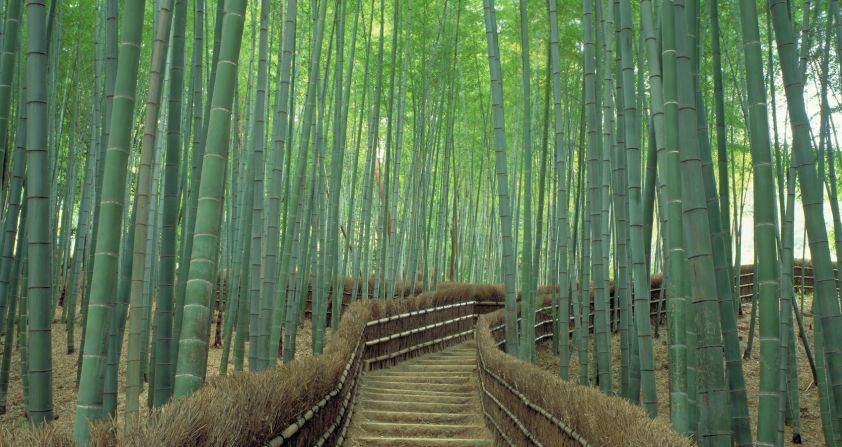 <strong>Sagano (Kyoto):</strong> Considered one of the world's most beautiful forests, it's not just tranquil visually but also aurally. The bamboo grove is beloved for its distinct rustling sound, so much that Japan's Ministry of Environment included the <a href="index.php?page=&url=http%3A%2F%2Fedition.cnn.com%2F2014%2F08%2F11%2Ftravel%2Fsagano-bamboo-forest%2F">Sagano Bamboo Forest</a> on its list of "100 Soundscapes of Japan." The towering green stalks creak eerily while leaves rustle in the sway of the wind.