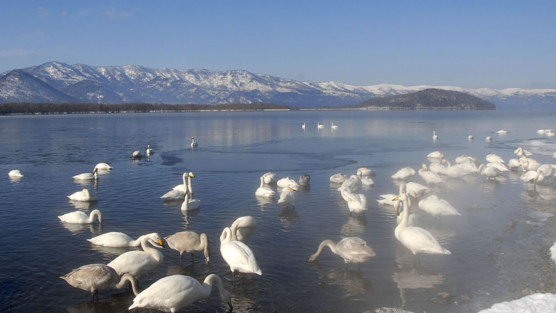 <strong>Lake Kussharo (Hokkaido): </strong>Some 300 whooper swans migrate to Lake Kussharo every winter. Geothermal springs prevent ice from forming along its sandy shores despite most of the water surface freezing. Reported sightings of a lake monster, dubbed Kusshii by the media, since 1973 earned Kussharo a reputation as Japan's Loch Ness.