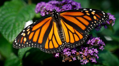 Droughts, pesticides and loss of habitat are seen as reasons for the Western monarch's decline.
