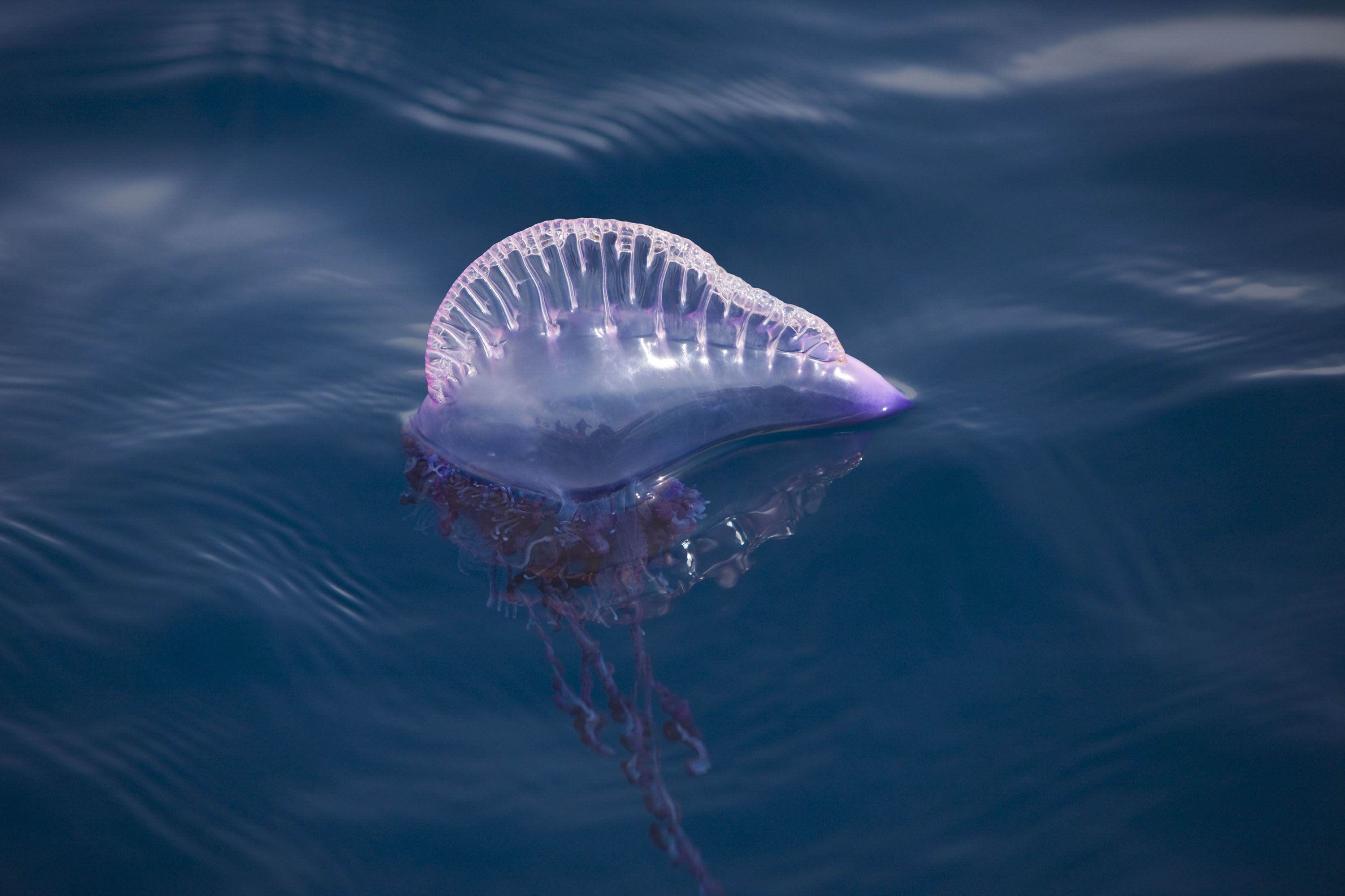 Bluebottle, jellyfish