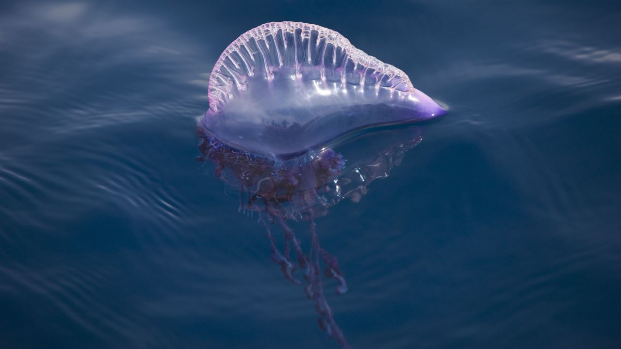 Strong northeasterly winds forced the bluebottle jellyfish ashore (stock photo).