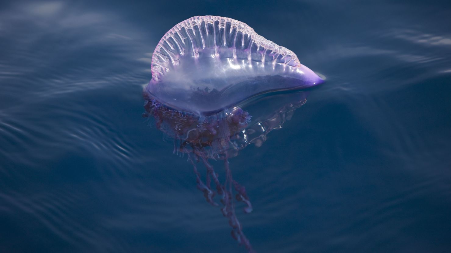 Strong northeasterly winds forced the bluebottle jellyfish ashore (stock photo).