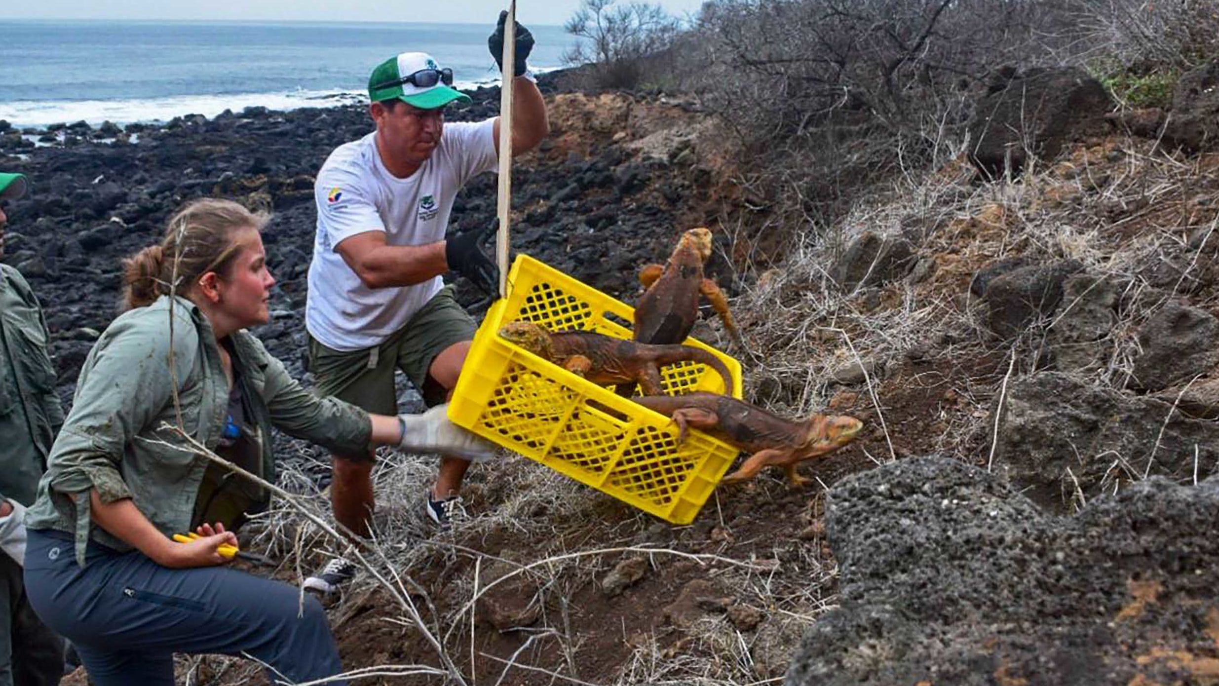 Land iguanas were returned to Santiago Island for the first time in almost 200 years.