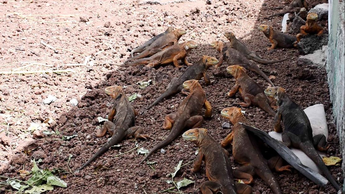 More than 1,000 iguanas were relocated from the Galapagos' North Seymour Island by the national park authority. 