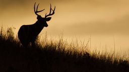 Trophy White-tailed Buck Deer silhouette; midwestern deer hunting, midwest Whitetails / White tail / White-tail / Whitetailed / White tailed; Shutterstock ID 114662551; Job: -