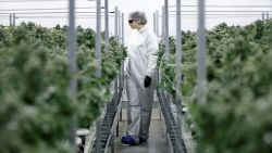 Section grower Corey Evans walks between flowering marijuana plants at the Canopy Growth Corporation facility in Smiths Falls, Ontario, Canada, January 4, 2018. Picture taken January 4, 2018. To match Insight CANADA-MARIJUANA/INNOVATION REUTERS/Chris Wattie
