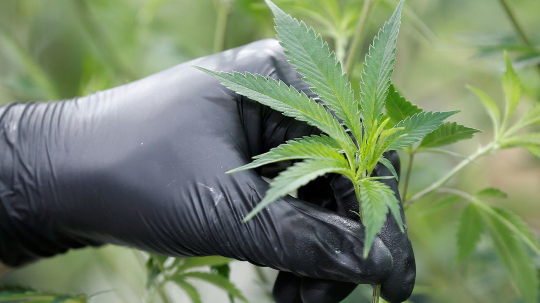 A worker collects cuttings from a marijuana plant at the Canopy Growth Corporation facility in Smiths Falls, Ontario.