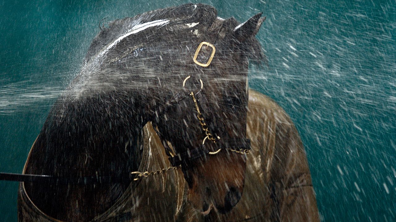 Whitaker took this image of the great stallion Danehill being hosed down at Coolmore, Ireland in 2003.