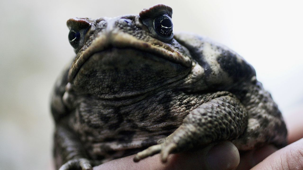 A cane toad is exhibited at Taronga Zoo in Sydney, Australia. The poisonous toad, not native to Australia, has been blamed for killing other wildlife. 