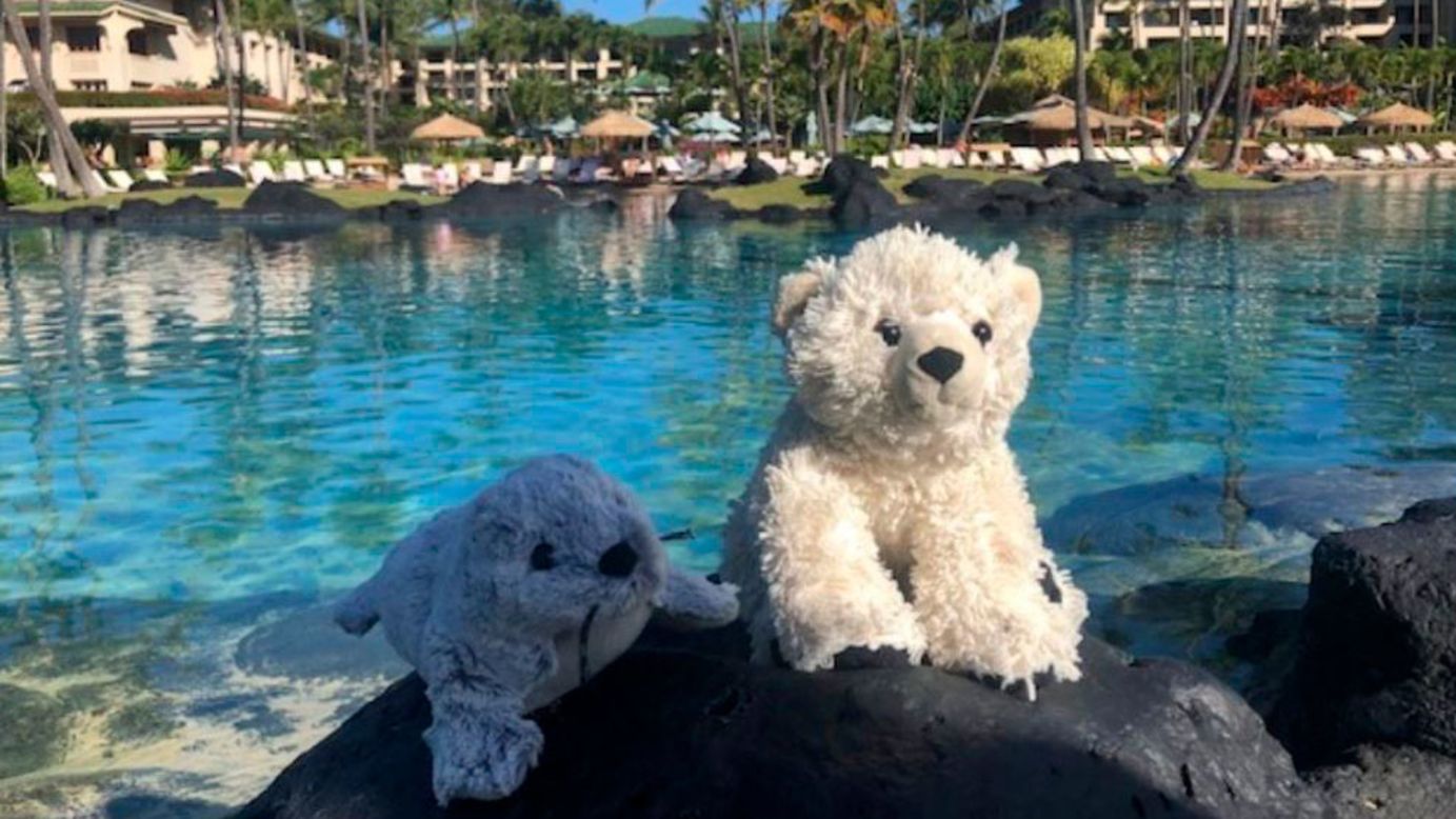 <strong>Teddy bear adventures: </strong>Sutro the teddy bear (right) was accidentally left behind by his owner at the Grand Hotel Hyatt Kauai. The staff at the hotel found Sutro and decided to photograph him enjoying his extended stay.