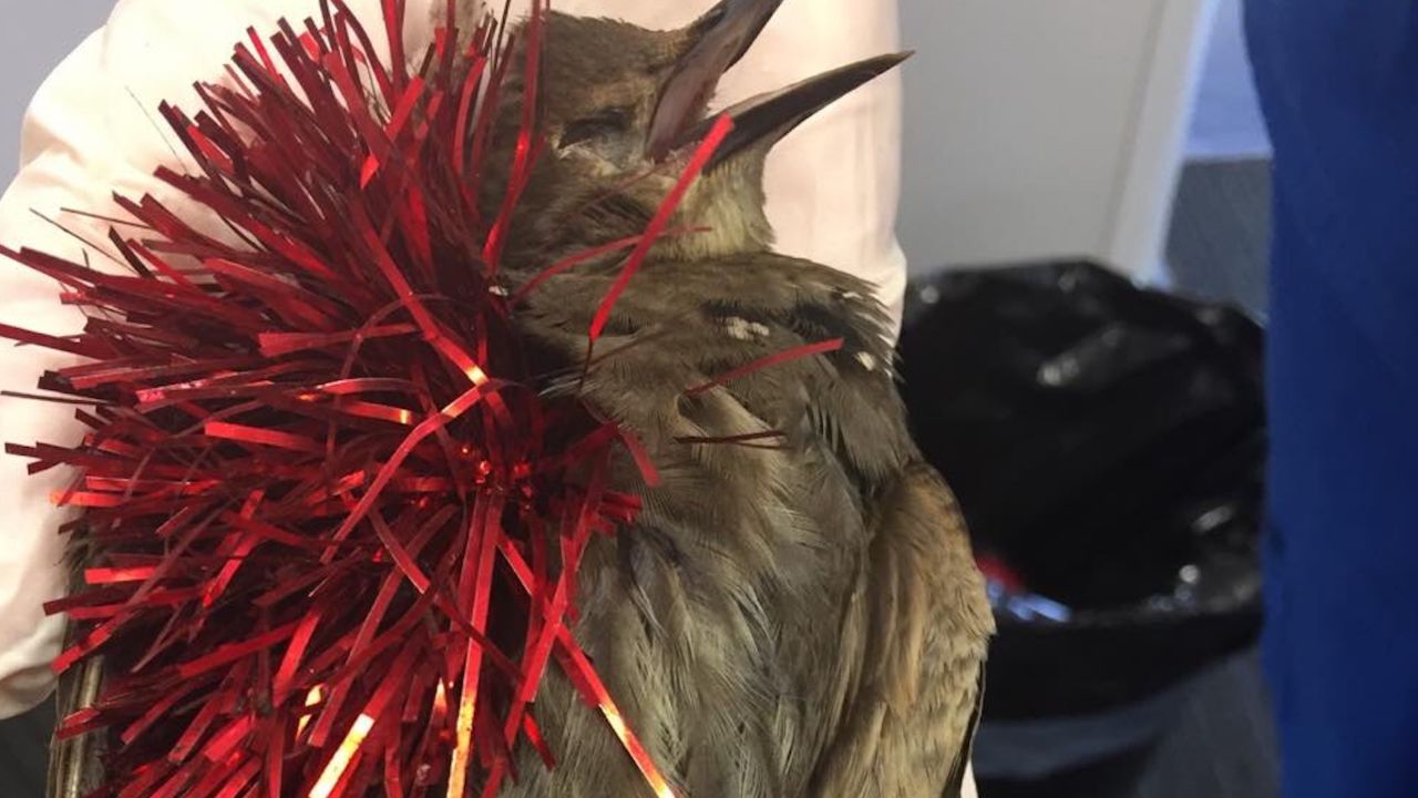 The decorations can prevent the birds from eating, drinking and flying, leaving them to starve to death.