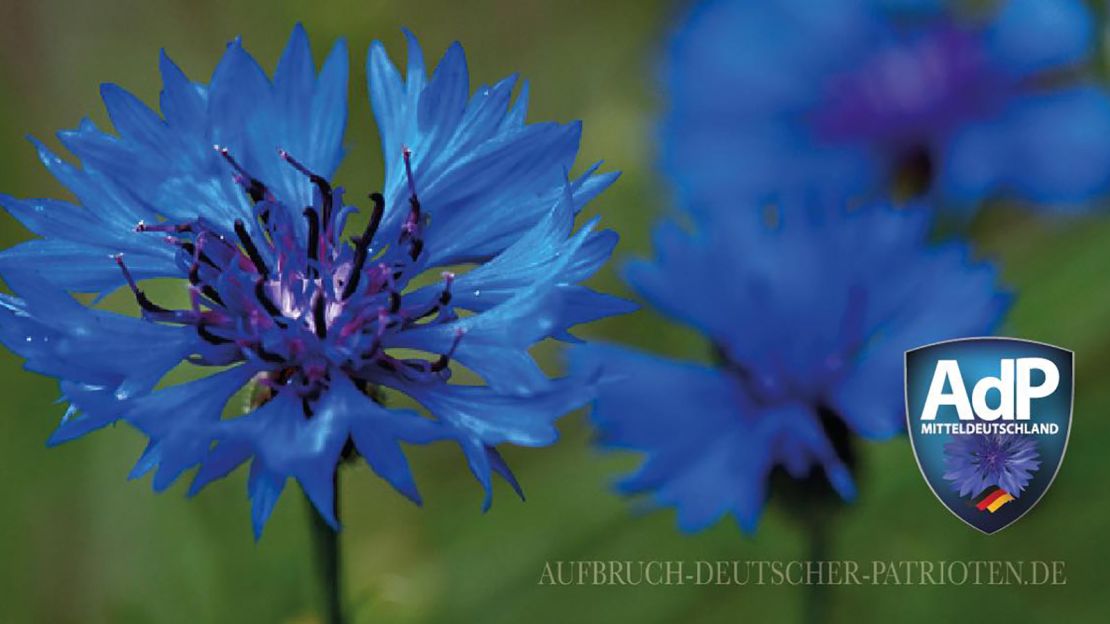 The logo of Poggenburg's new party features the cornflower, which was previously worn as a secret symbol for Nazi members in Austria in the 1930s.