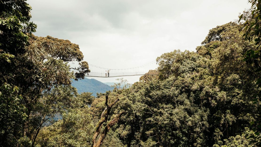The Canopy Walk in Nyungwe is a 200-meter-long walkway across a deep valley.