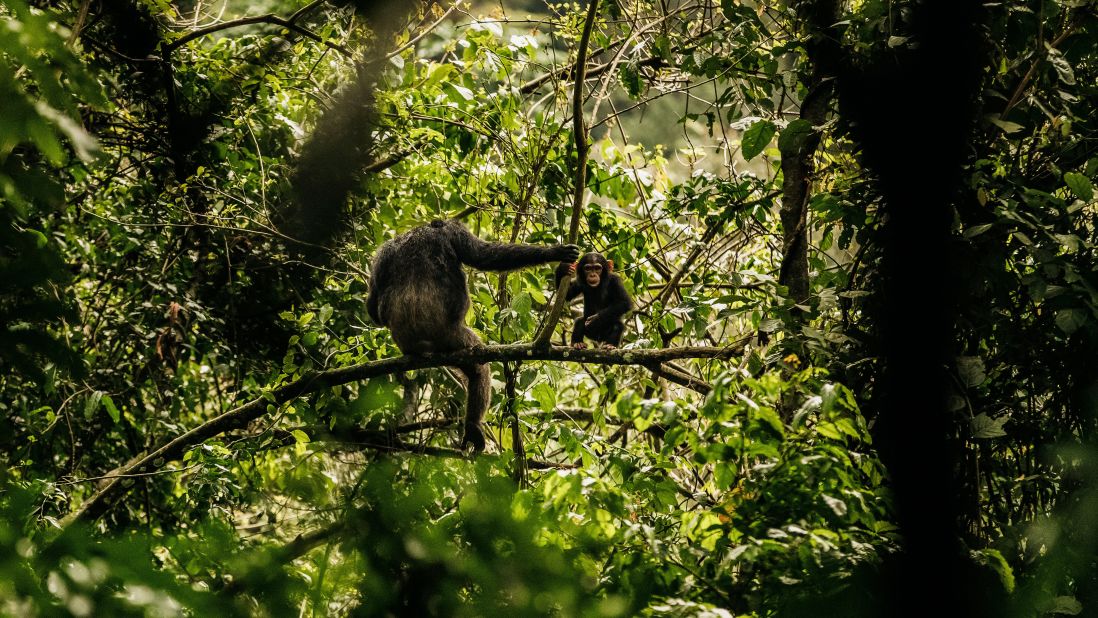 <strong>Chimpanzees:</strong> Tracking chimpanzees in their natural habitat is a huge draw for tourists in Nyungwe National Park. 