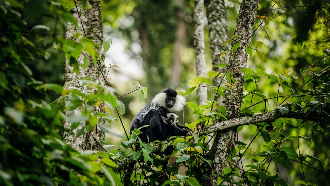 Colobus monkeys can be seen from the hotel room balcony at One&Only.