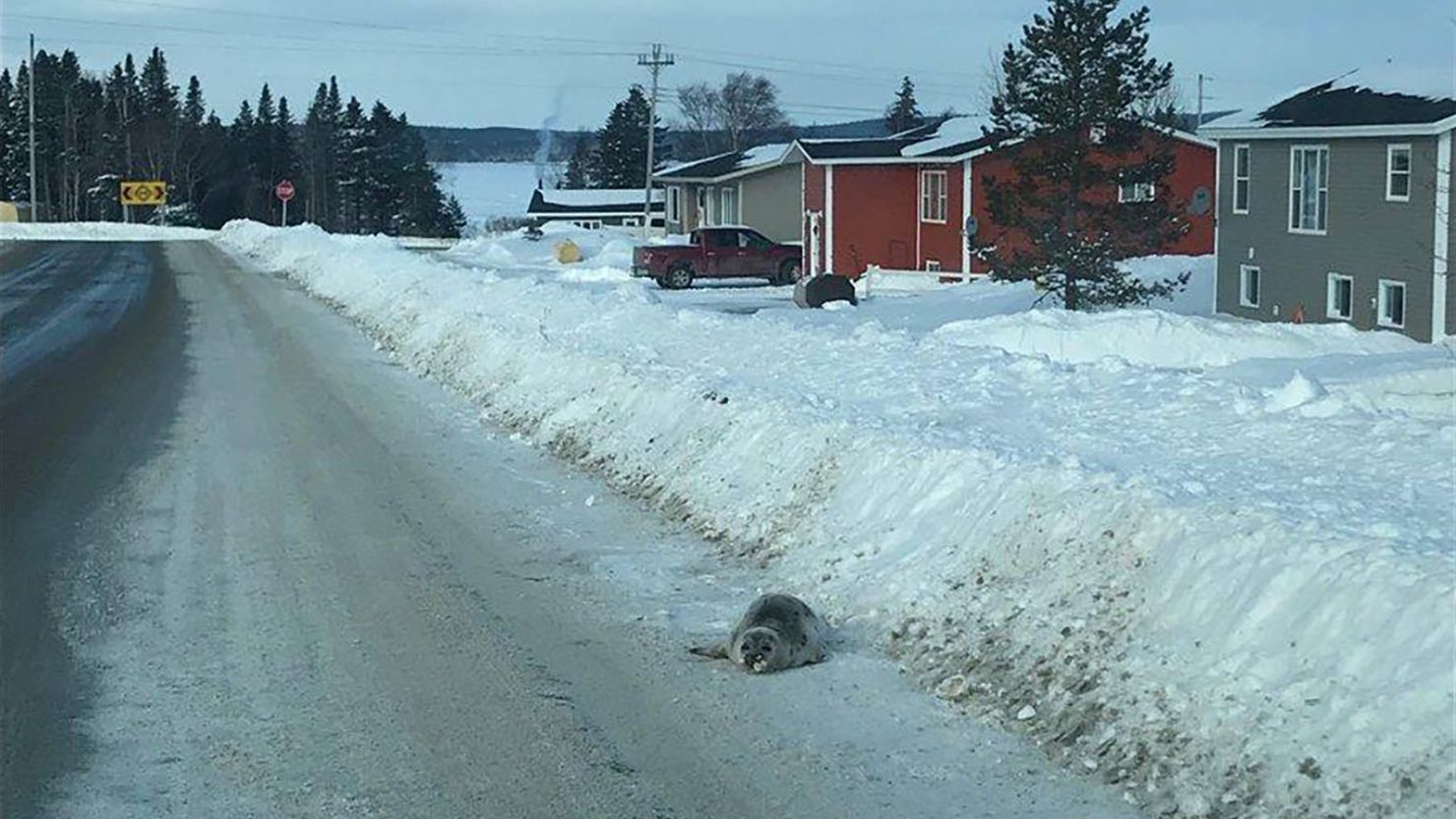 Seals are stranded in Roddickton-Bide Arm, Newfoundland, after they became disoriented, the mayor says.