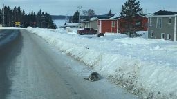 Seals are spotted in Roddickton-Bide Arm, Newfoundland after they became stranded