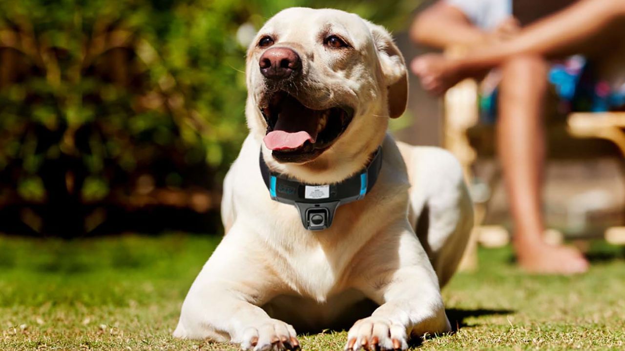 ces roundup wagz collar