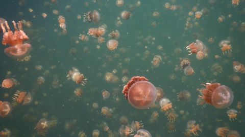 This image of Jelly Fish Lake was takien in November 2018 by the Coral Reef Research Foundation.