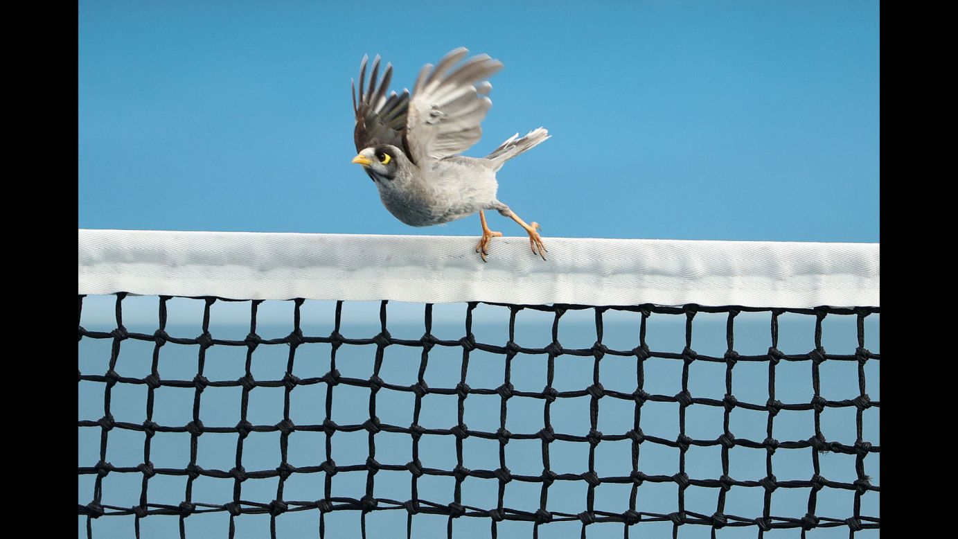 A bird sits on the net during the singles match between Sofia Kenin of the USA and Caroline Garcia of France during day four of the 2019 Hobart International at Domain Tennis Centre on Tuesday, January 8.