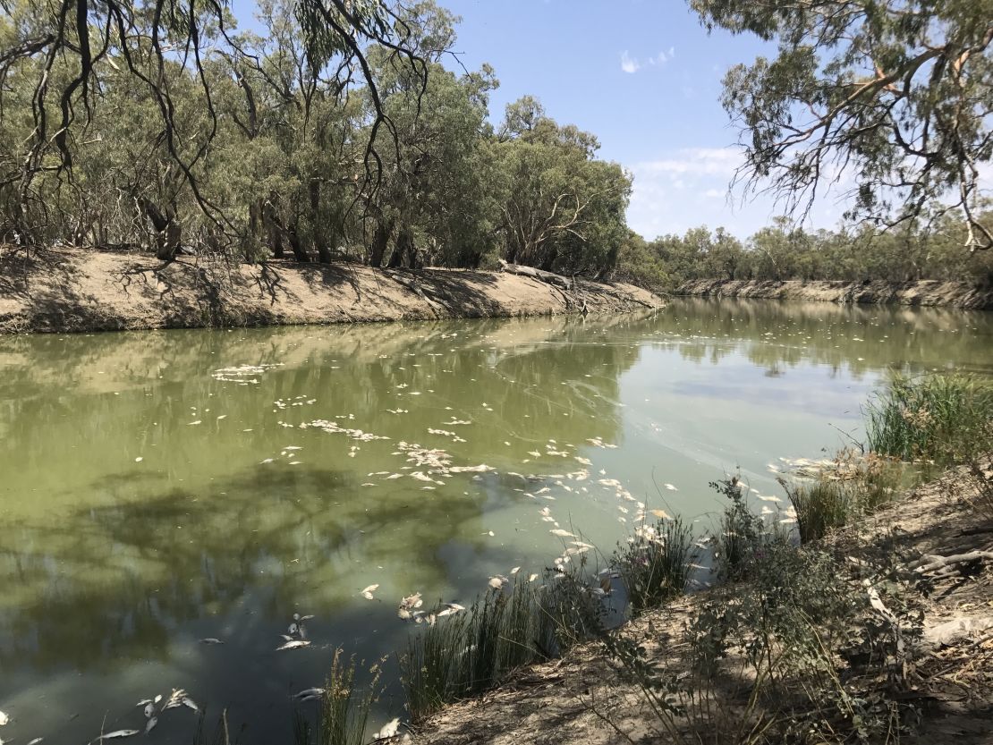 Dozens of fish lying dead on the Darling River in NSW near Menindee after an extreme heat wave in January.