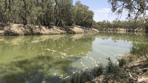 Dozens of fish lying dead on the Darling River in NSW near Menindee after an extreme heat wave in January.