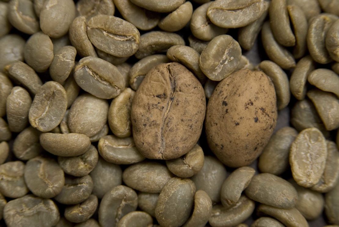 Beans of threatened Ambongo coffee among arabica coffee in Madagascar.