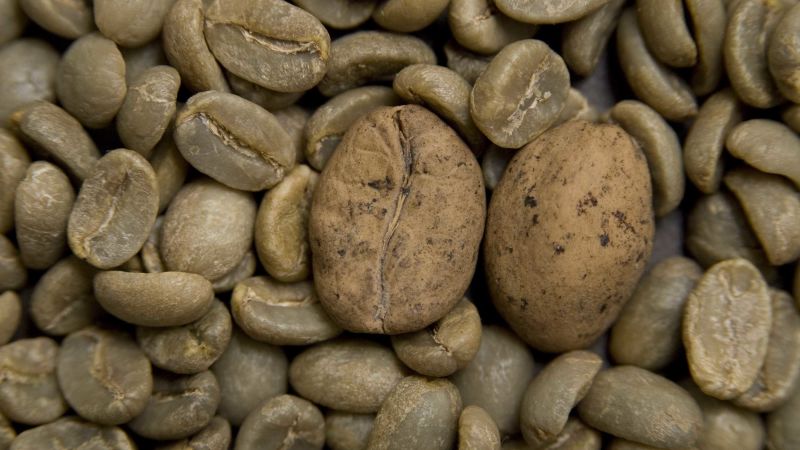Will wild coffee go extinct from climate change? Botanists say we