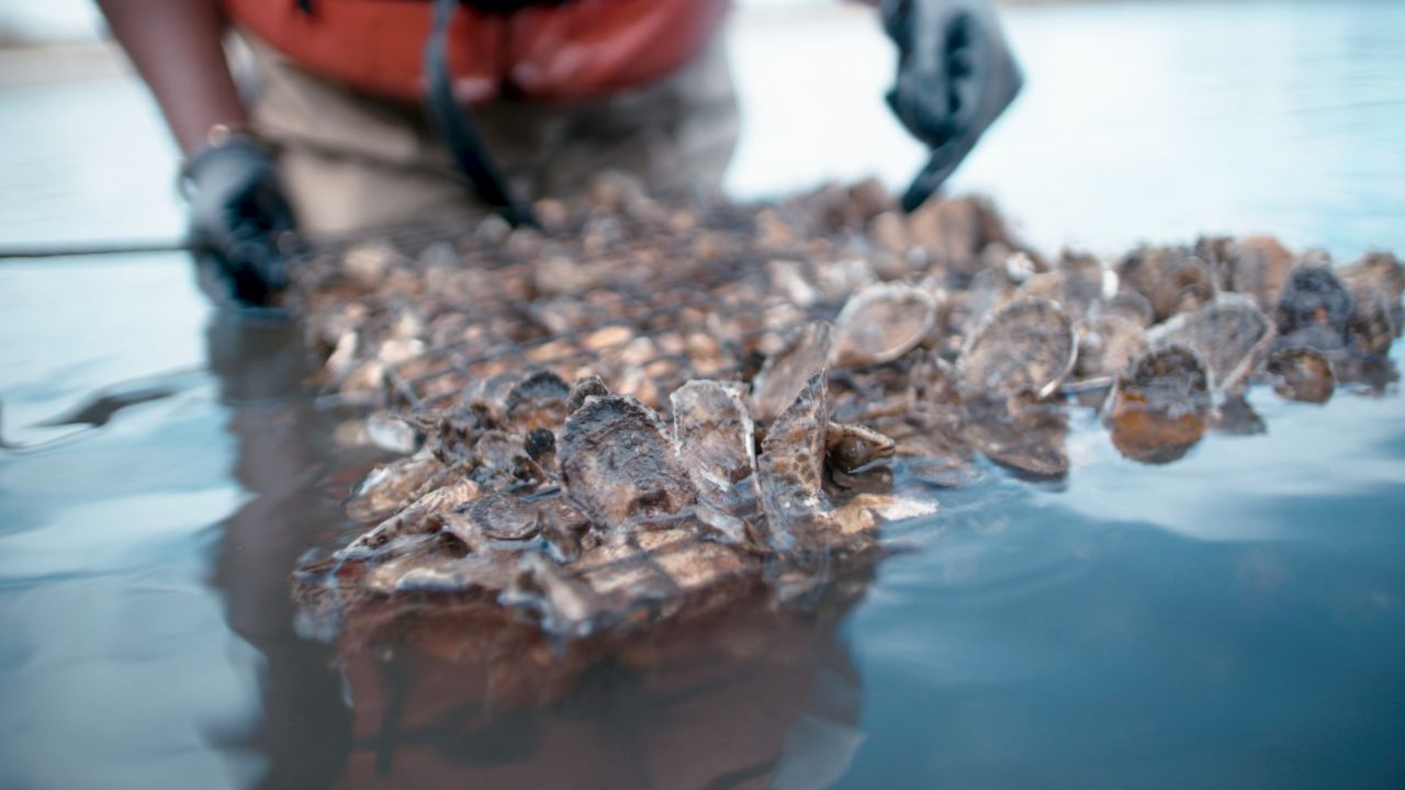 Mission Ahead Oysters 1