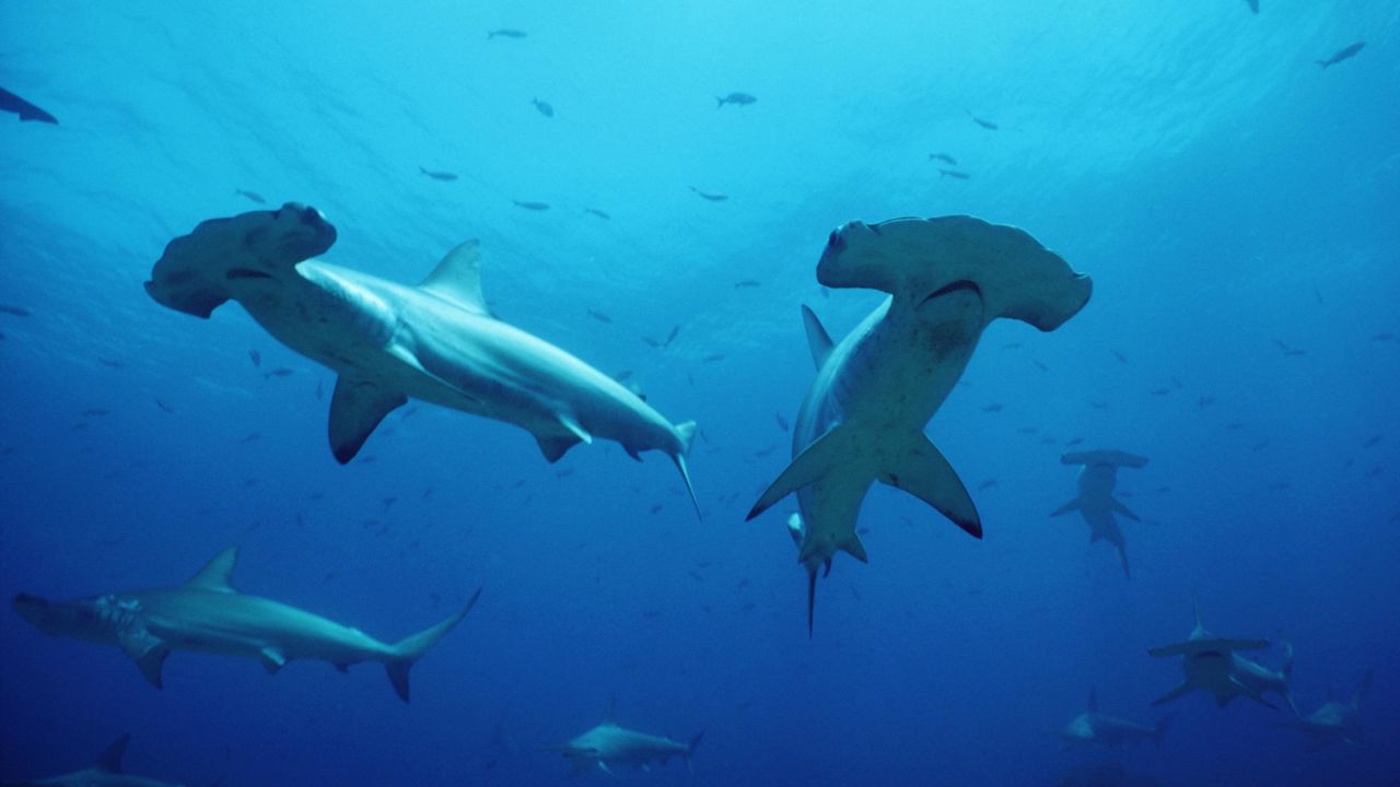 The population of hammerhead sharks in the Sea of Cortez, between Baja California and the Mexican mainland, has seen a steep decline due to overfishing. 