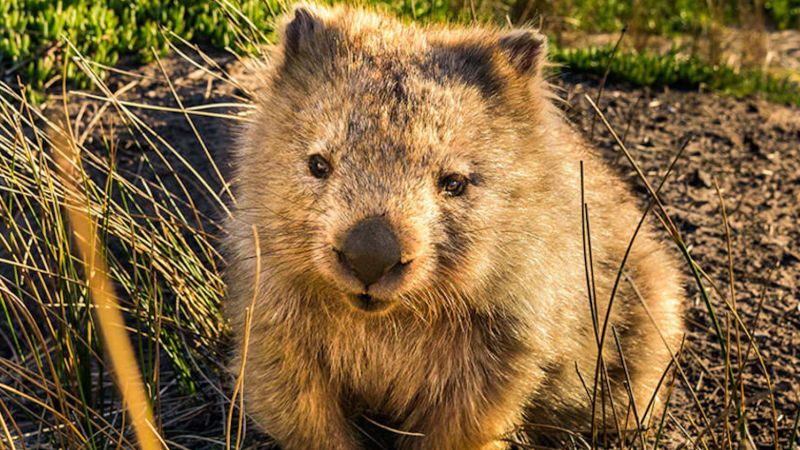 Australia to travelers: Wombats need respect, not selfies | CNN Australia to travelers: Wombats need respect, not selfies | CNN