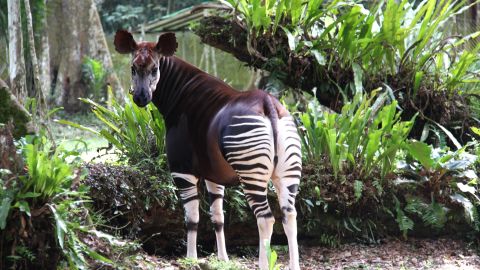 Can the Congo save itself, and its near-mythical okapi? | CNN
